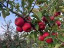 Dessert apples for sale