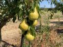 Pears Packhams de vânzare