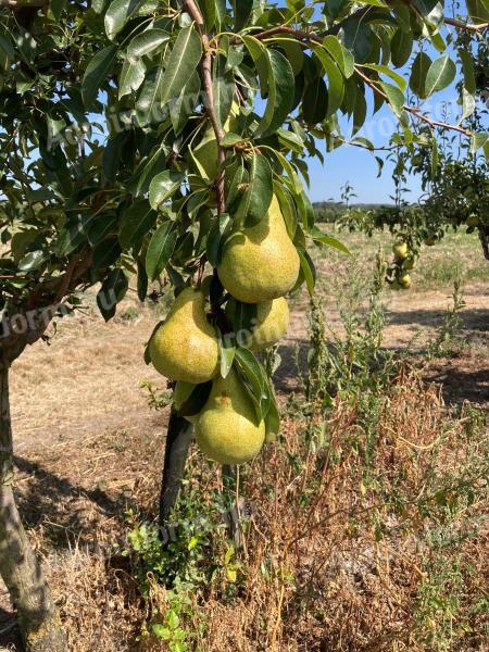 Крушке на продају у Пацкхамсу