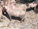 Election piglet for sale