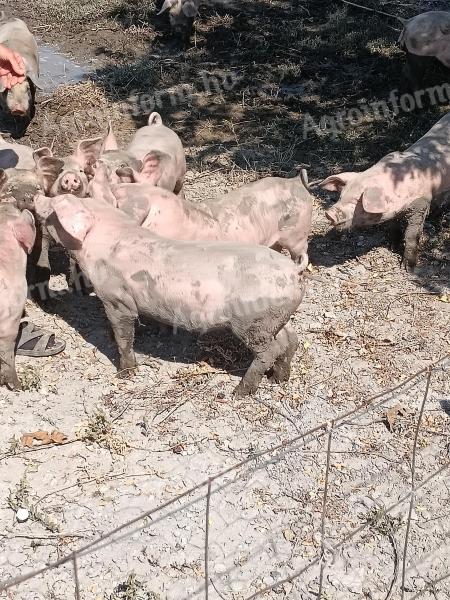 Prosię wyborcze na sprzedaż