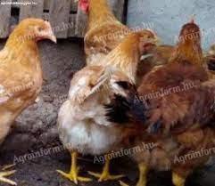 Red chicken for sale in Debrecen