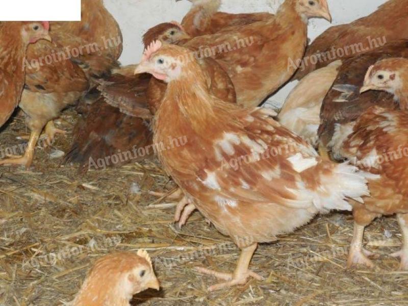 Pre-bred chicken Red Master 4,5 weeks old, can be registered in Debrecen