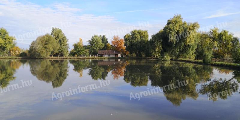 Rybářské jezero o rozloze 1,5 ha k pronájmu v okrese Békés