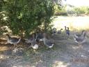 Greylag geese, hatched this year, from free range