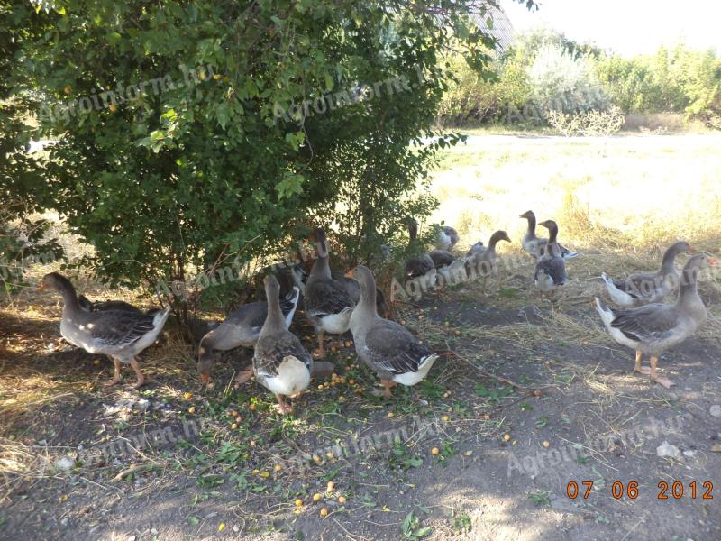 Greylag geese, hatched this year, from free range