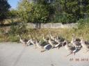 Greylag geese, hatched this year, from free range