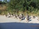 Greylag geese, hatched this year, from free range