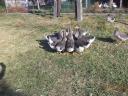 Greylag geese, hatched this year, from free range