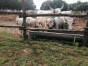 Grey cattle calves