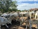 Grey cattle calves