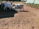 Grey cattle calves