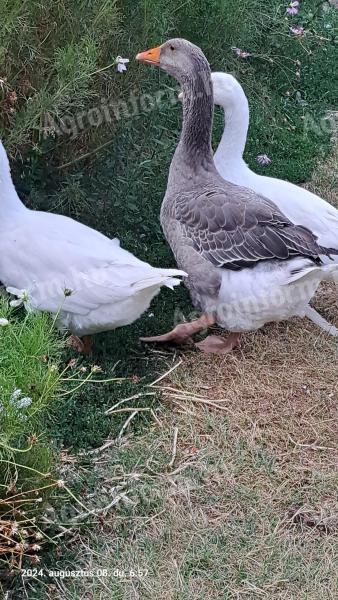 Goose, duck for sale