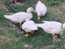 Goose, duck for sale