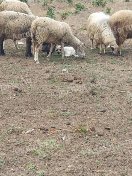 Ewes for sale