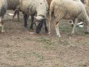 Ewes for sale