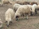 Ewes for sale