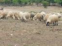 Ewes for sale