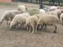 Ewes for sale