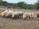 Ewes for sale