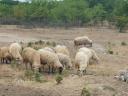 Ewes for sale