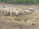 Ewes for sale