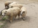 Ewes for sale