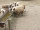 Ewes for sale