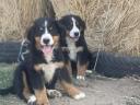 Bernese shepherd dogs