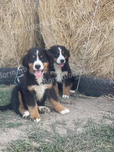 Bernese shepherd dogs