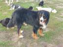 Bernese shepherd dogs