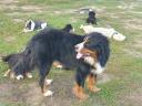 Bernese shepherd dogs