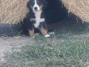 Bernese shepherd dogs