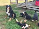 Bernese shepherd dogs