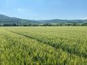 Autumn wheat seeds for sale