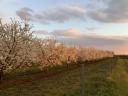 Productive cherry orchard in Kecskemét