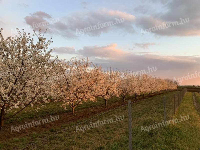 Productive cherry orchard in Kecskemét