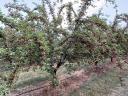 Productive cherry orchard in Kecskemét