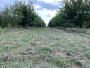 Productive cherry orchard in Kecskemét