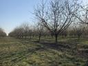 Productive cherry orchard in Kecskemét