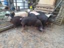 Berkshire fillies, boar and sow for sale