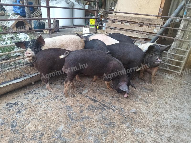 Berkshire fillies, boar and sow for sale