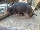 Berkshire fillies, boar and sow for sale