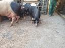 Berkshire fillies, boar and sow for sale