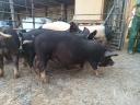 Berkshire fillies, boar and sow for sale