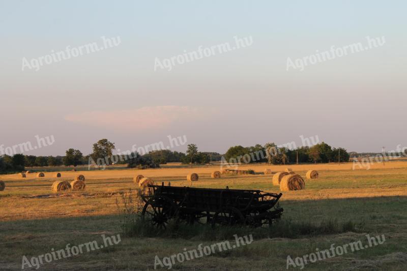 20 hektarů pastvin na prodej u Szegedu