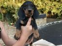 Catelusi dachshund standard de vanzare