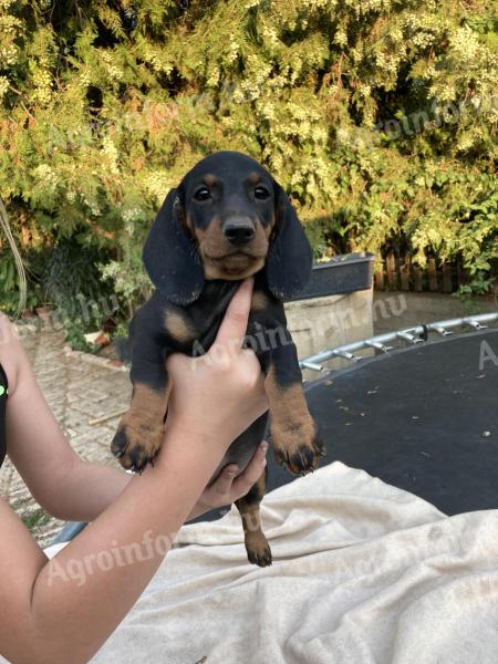 Catelusi dachshund standard de vanzare