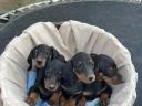 Catelusi dachshund standard de vanzare