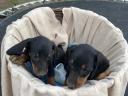 Standard dachshund puppies for sale